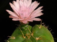 Gymnocalycium horstii ssp. buenekeri JLcoll.1918.JPG